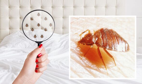 Bed Bugs Control