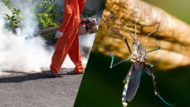 Mosquito Control