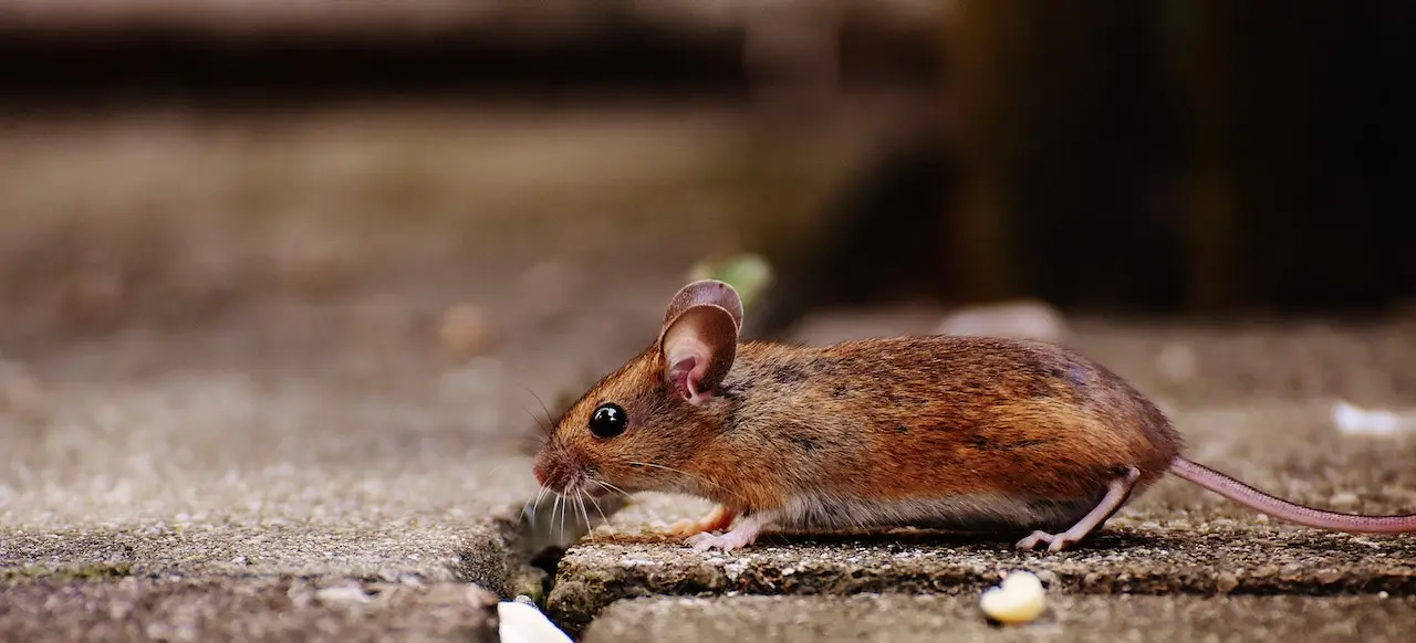 Cleaning Services in Dhaka